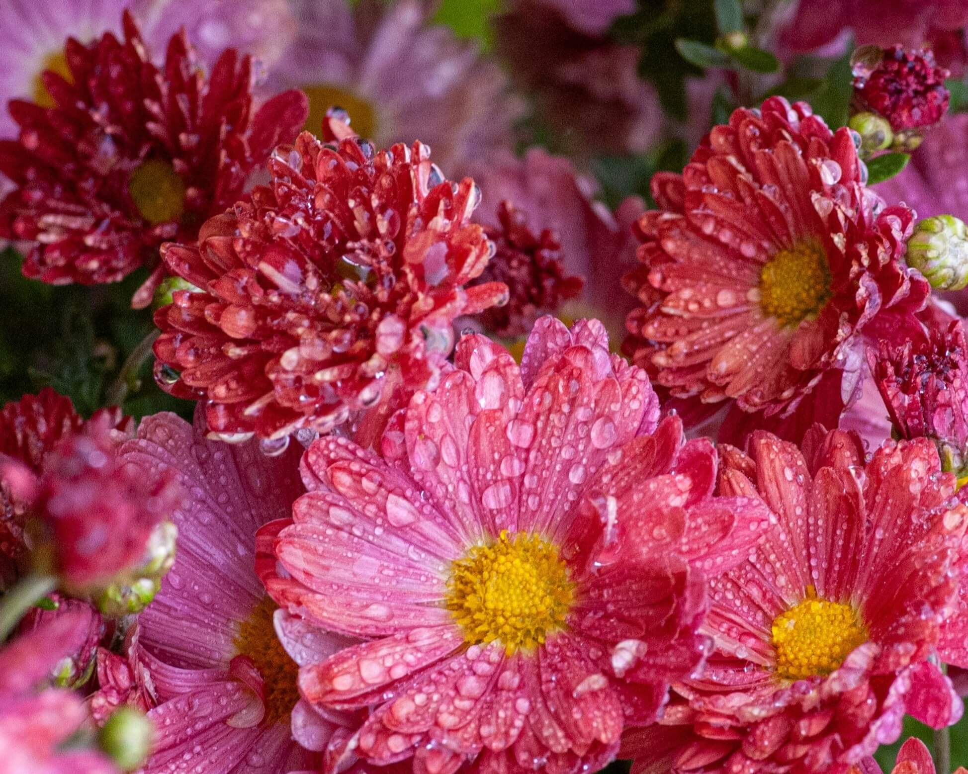 Roze cvet hrizanteme